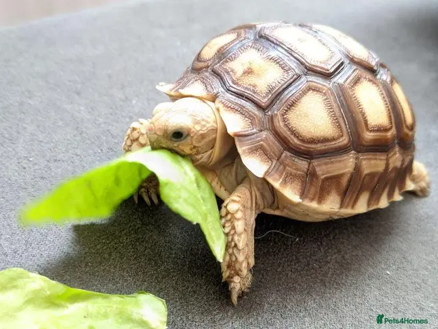 Tortoise reptiles for sale: 🐢 Baby Tortoise Available 🐢 - Advert 2