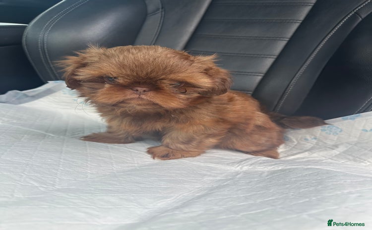 Shih Tzu dogs - Advert 5