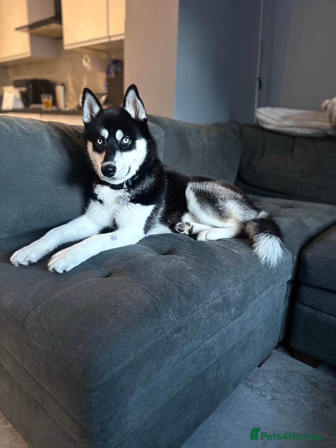 Siberian Husky dogs for sale: Siberian Husky Male Puppy - Black/White Blue Eyes - Advert 2