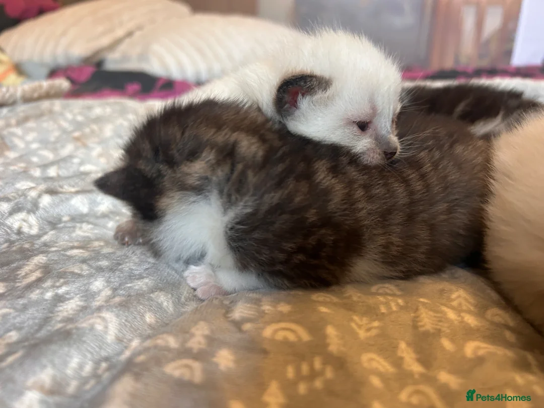 Mixed Breed cats for sale: Siamese x Maine coon kittens available  - Advert 17