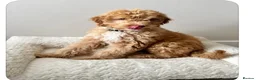 Australian Labradoodle dogs for stud: Douglas MacDoodle - Stud - Advert 15