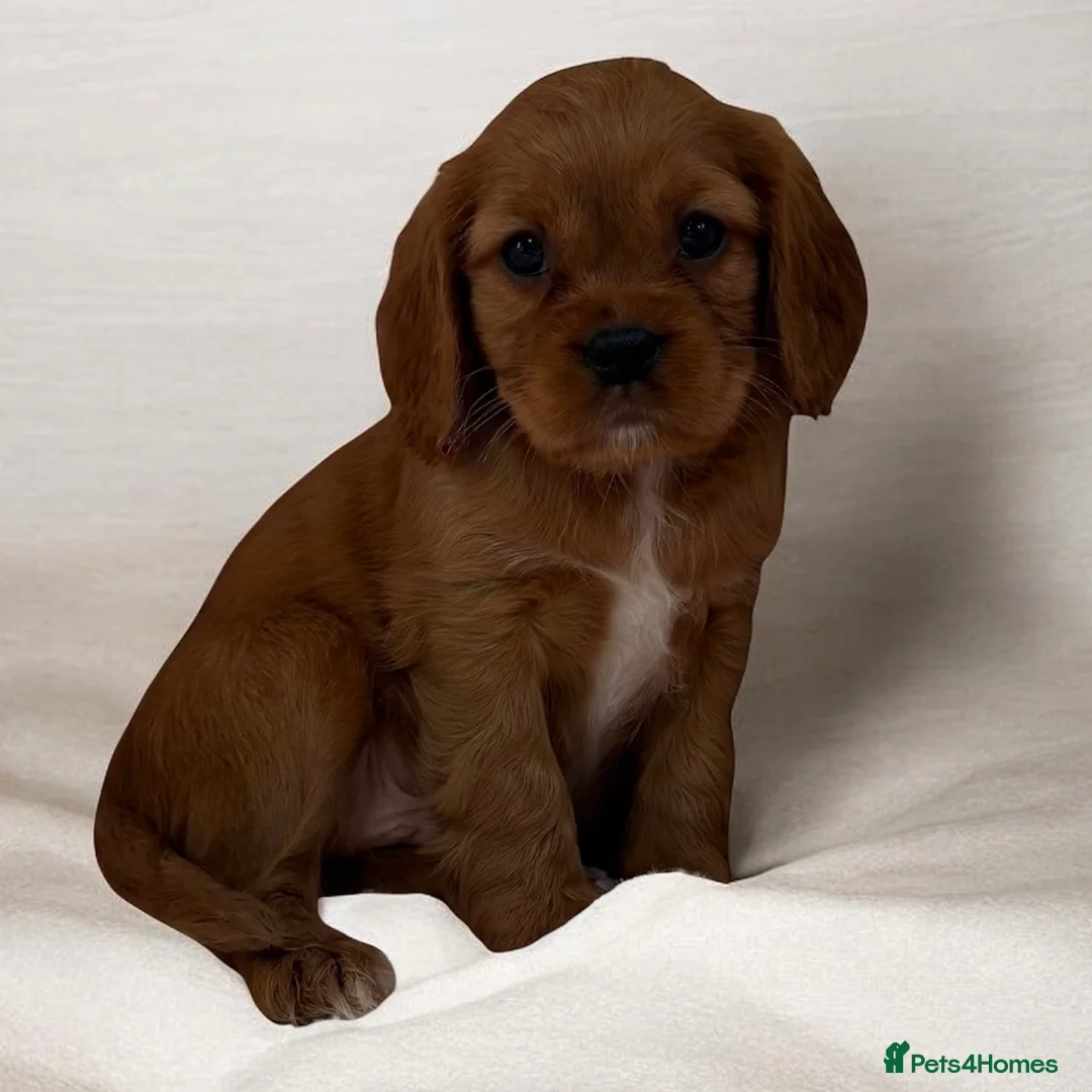 Cavapoo dogs for sale: F1 Cavapoo Puppy’s!  - Advert 6