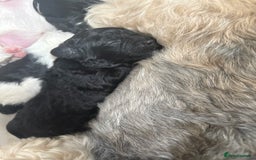 Mixed Breed dogs for sale: 6 beautiful Shihpoo + cotton de Tulear puppies - Image 9