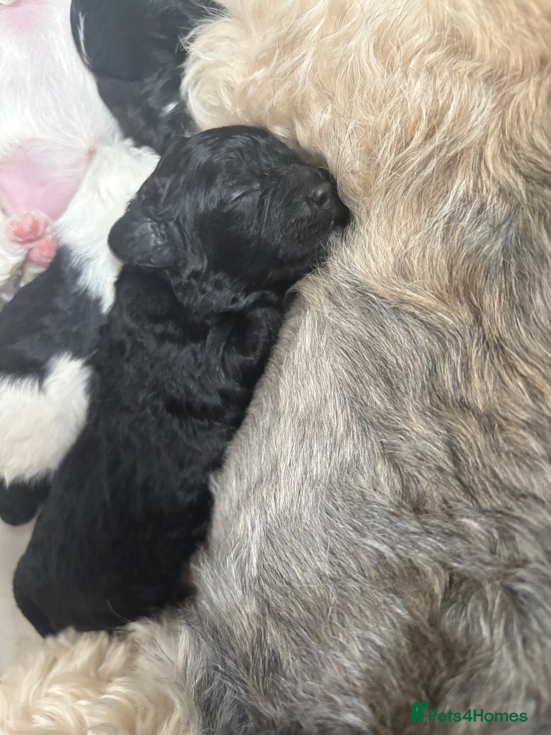 Mixed Breed dogs for sale: 6 beautiful Shihpoo + cotton de Tulear puppies - Image 9