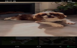 Cavapoo dogs for sale: Too cute to handle cavapoo puppies - Image 18