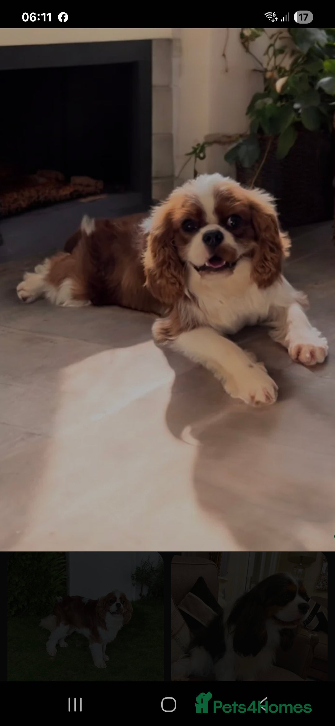 Cavapoo dogs for sale: Too cute to handle cavapoo puppies - Image 18