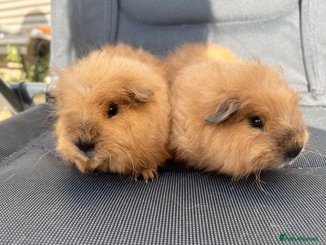 Guinea Pig rodents for sale: Swiss Sows For Sale - Advert 2