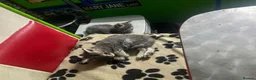 Maine Coon cats for sale: Maine coon pure American kittens - Advert 6