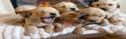 Golden Retriever dogs for sale: Golden retriever puppies  - Advert 12