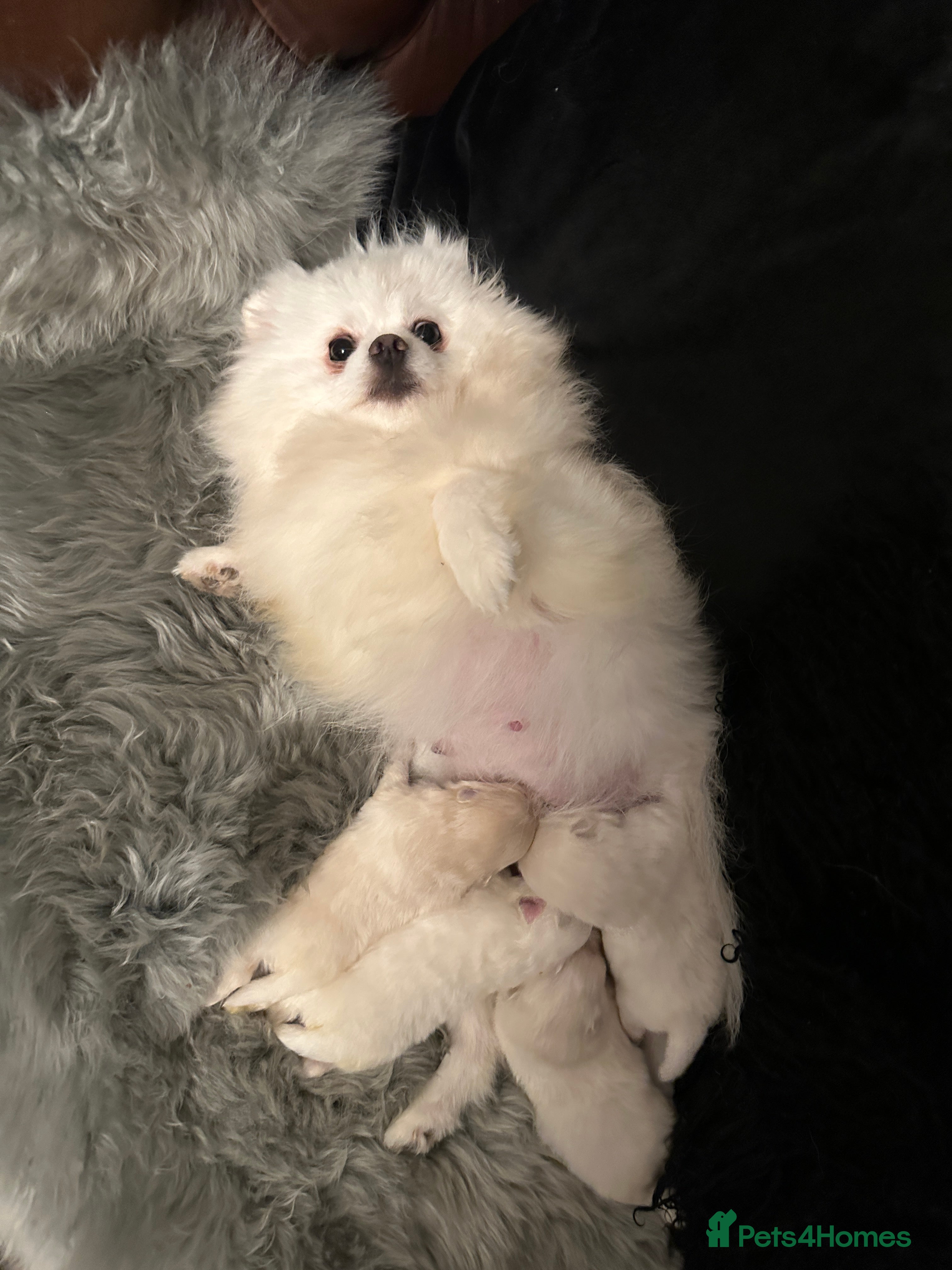 Pomeranian dogs KC white pomeranians  for reservation!  - Advert 2