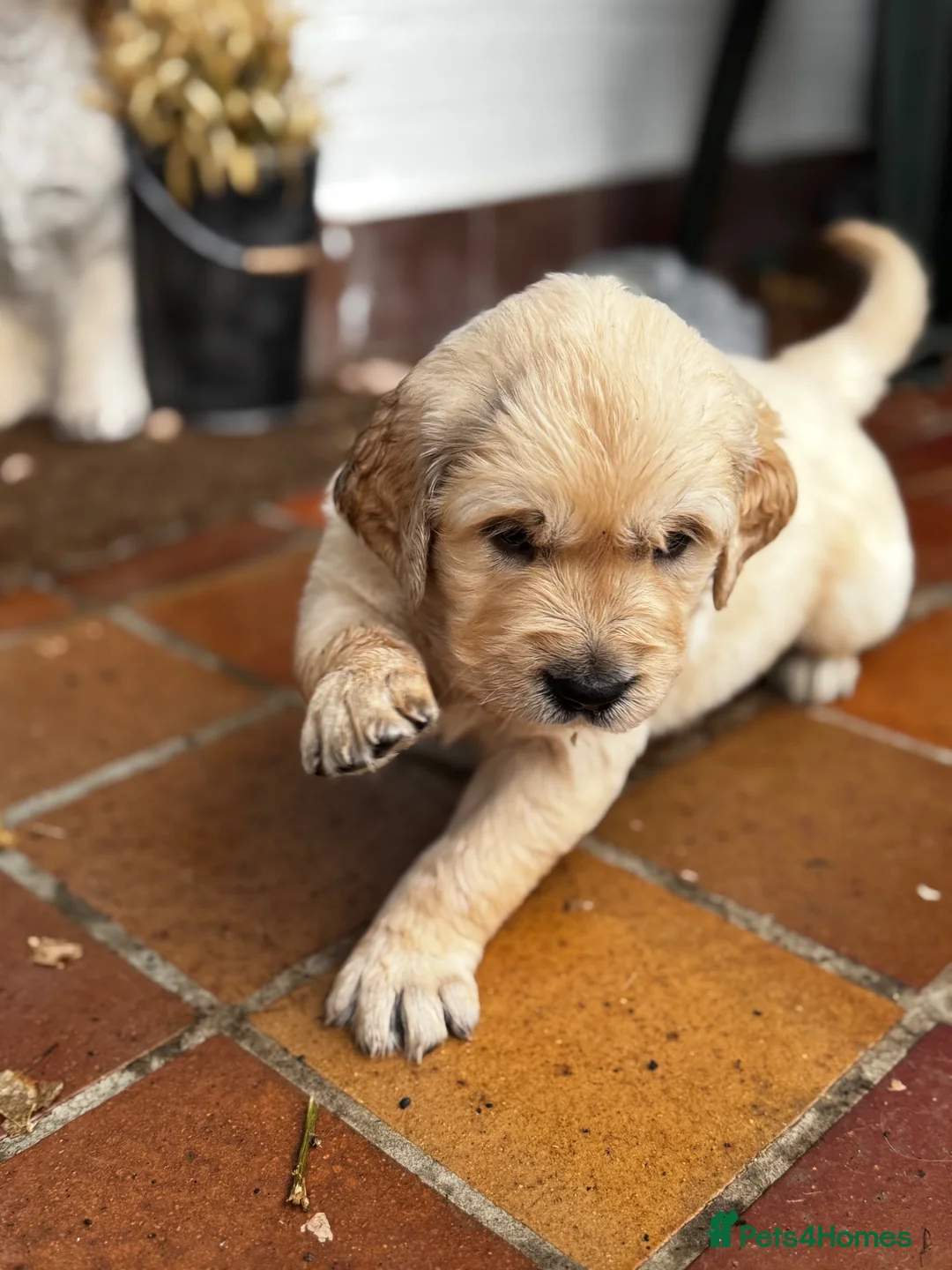Golden Retriever dogs for sale: 🐾 Beautiful Pedigree Golden Retriever Puppies  in Ballymena - Advert 23