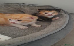 Mixed Breed cats for sale: 3 mixed breed kittens available  - Image 9