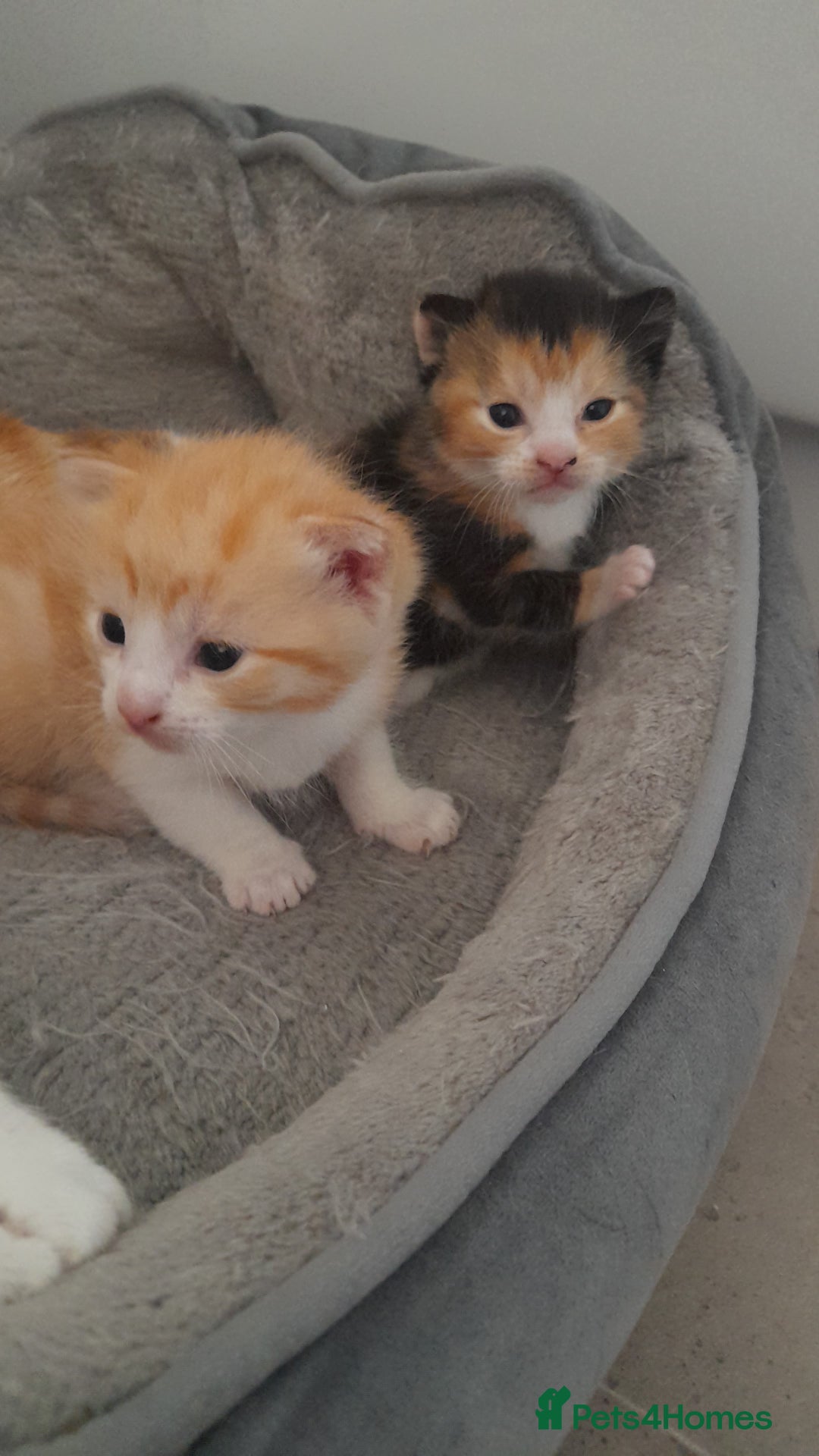 Mixed Breed cats for sale: 3 mixed breed kittens available  - Image 9