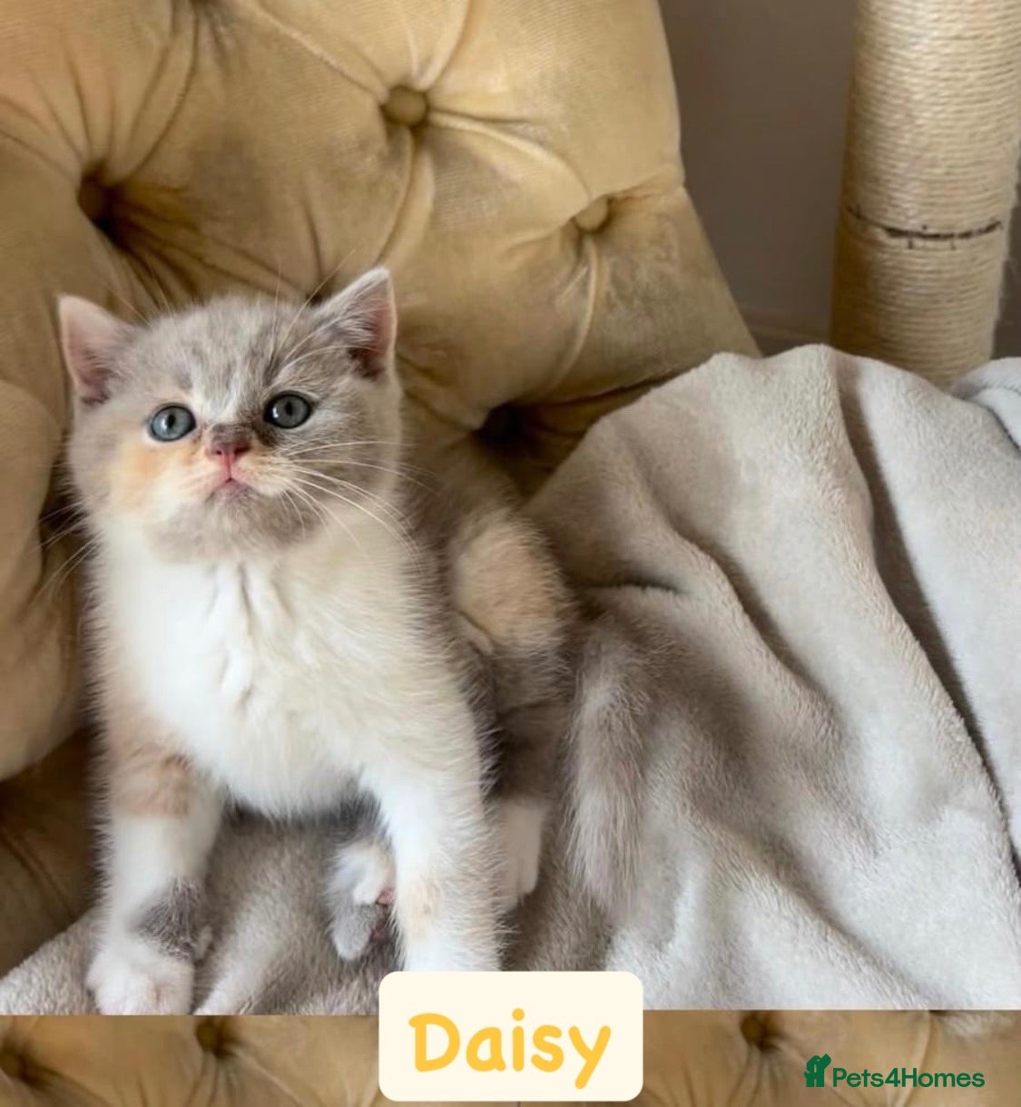 British Shorthair cats Incredible Rare Tortie British Shorthair GCCF £800 - Advert 1