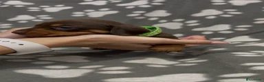 Brown & Tan - green