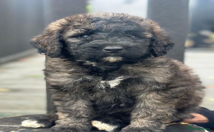 Mixed Breed dogs F1B SAINTBERNADOODLE BOYS AND GIRLS - Advert 4