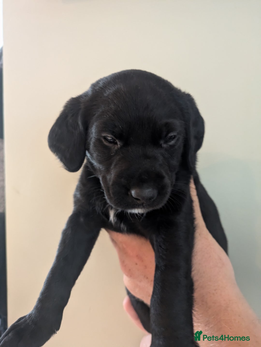 Springador dogs for sale: Springador puppies  - Image 14