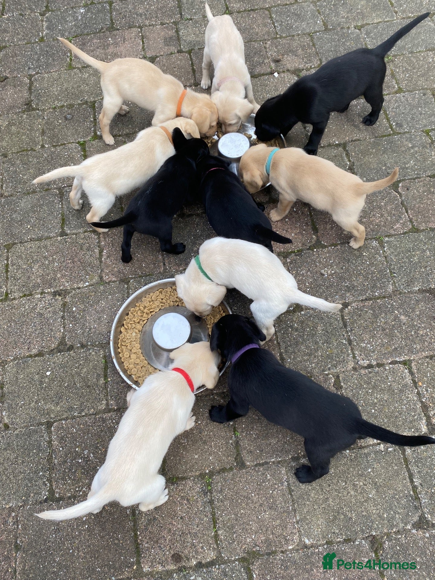 Labrador Retriever dogs STUNNING LABRADOR PUPPIES  - Advert 2