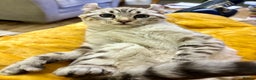 Keetso cats for sale: Super wild looking poly curled eared leopard  - Advert 18