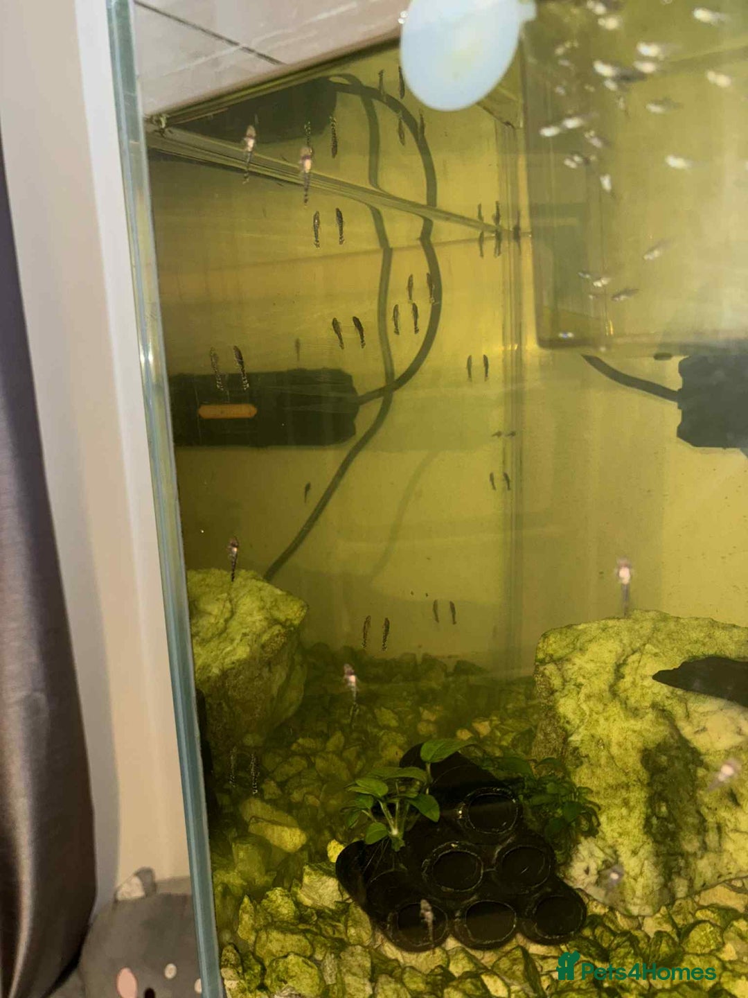 Plecos fish for sale: Bristlenose Plecos - Image 2
