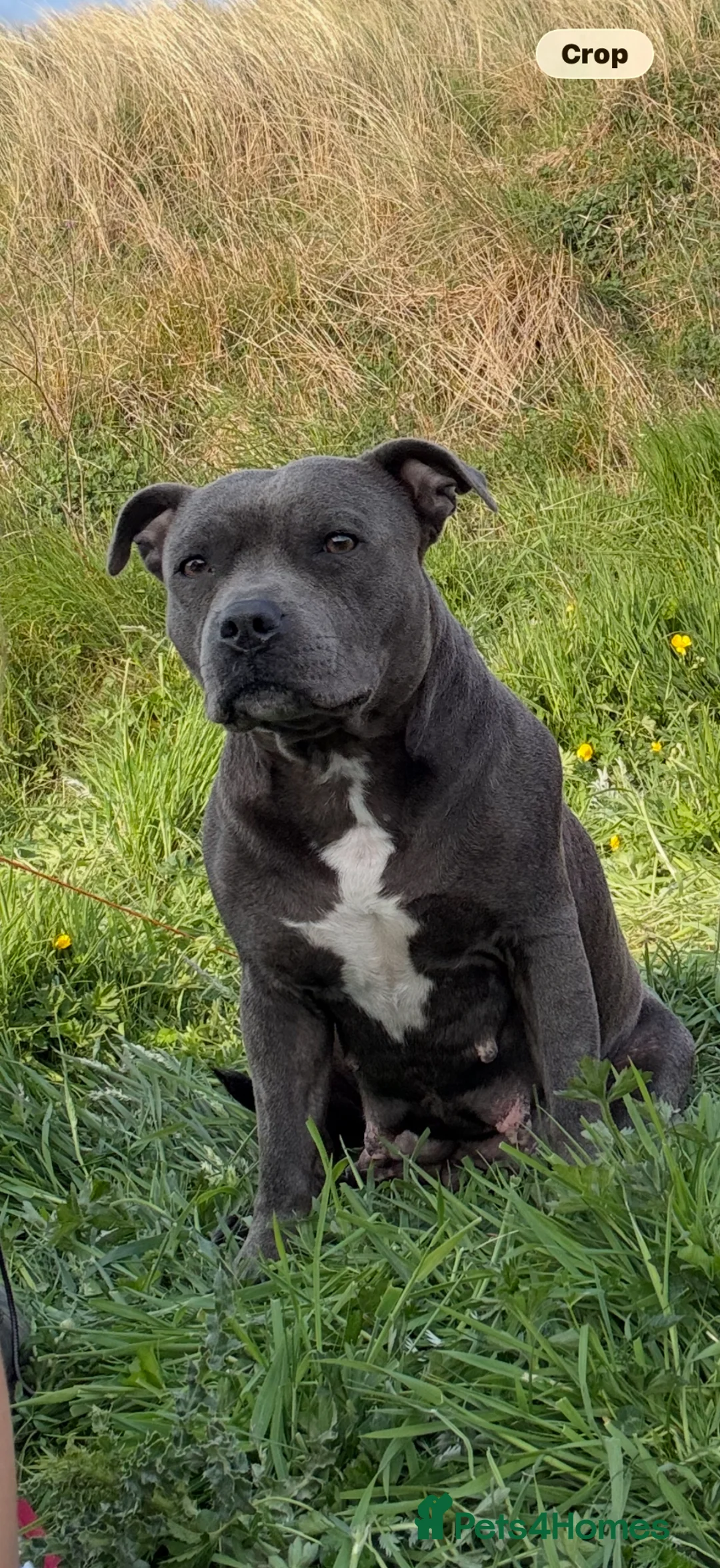 Staffordshire Bull Terrier dogs for sale: NOT KC REGISTERED BLUE STAFFORDSHIRE BULLTERRIER - Advert 1
