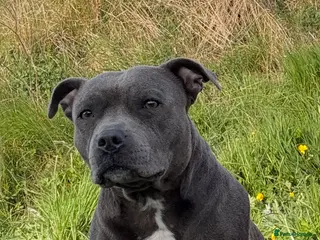 Staffordshire Bull Terrier dogs NOT KC REGISTERED BLUE STAFFORDSHIRE BULLTERRIER - Advert 1
