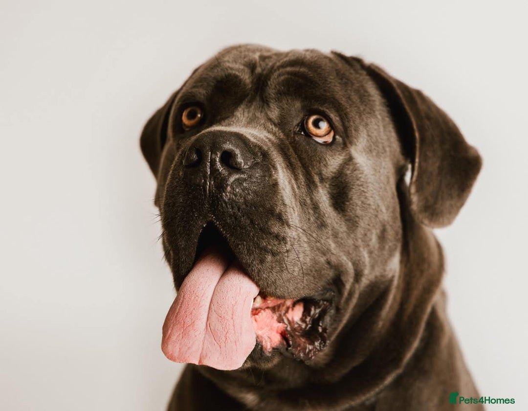Cane Corso dogs for sale: Lupo D’Italia Kennels - Image 2