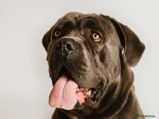 Cane Corso dogs - Advert 14