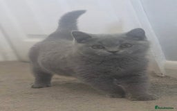 British Shorthair cats for sale: Stunning blue British shorthair kittens - Image 4