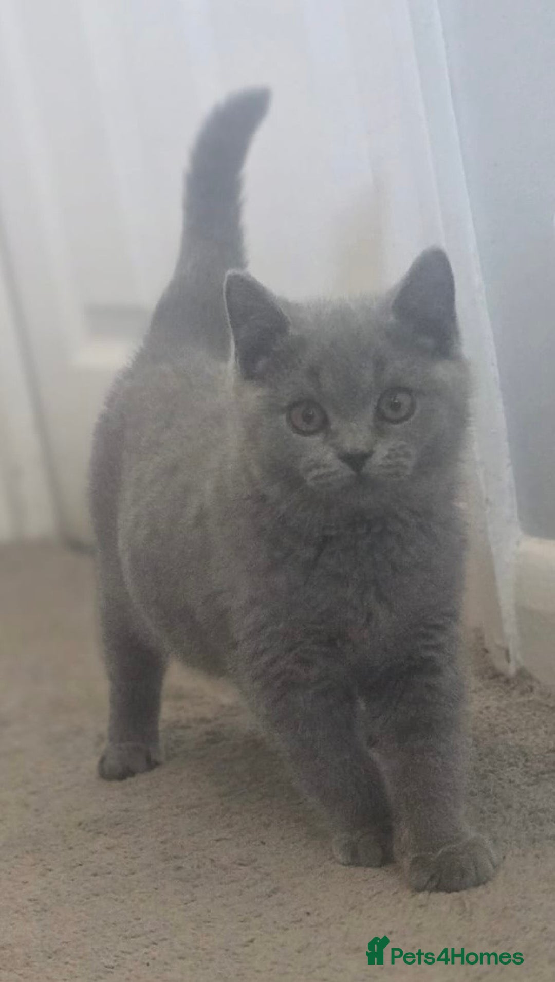 British Shorthair cats for sale: Stunning blue British shorthair kittens - Image 4