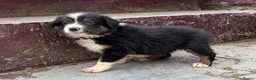 Mixed Breed dogs for sale: Welsh Sheepdog Cross Puppies - Advert 5