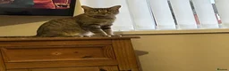 Mixed Breed cats for sale: Kittens - Advert 1