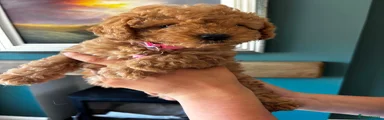 Cockapoo 4