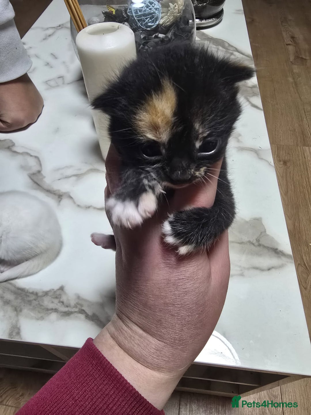 Mixed Breed cats for sale: 2 white kittens and 1 3-coloured for sale - Advert 4