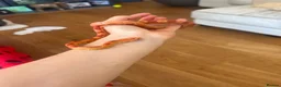 Corn Snake reptiles for sale: Albino Corn Snake  in Broadstone - Advert 5