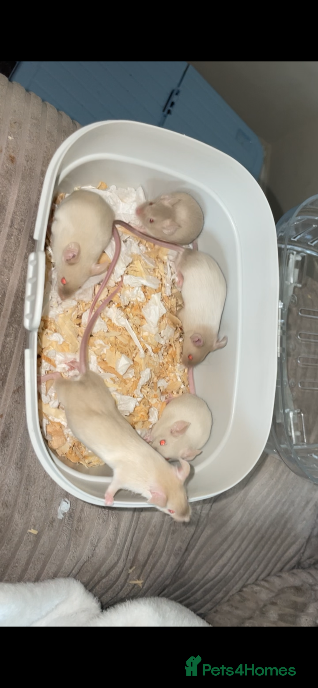 Mouse rodents for sale: Male mice  - Advert 4