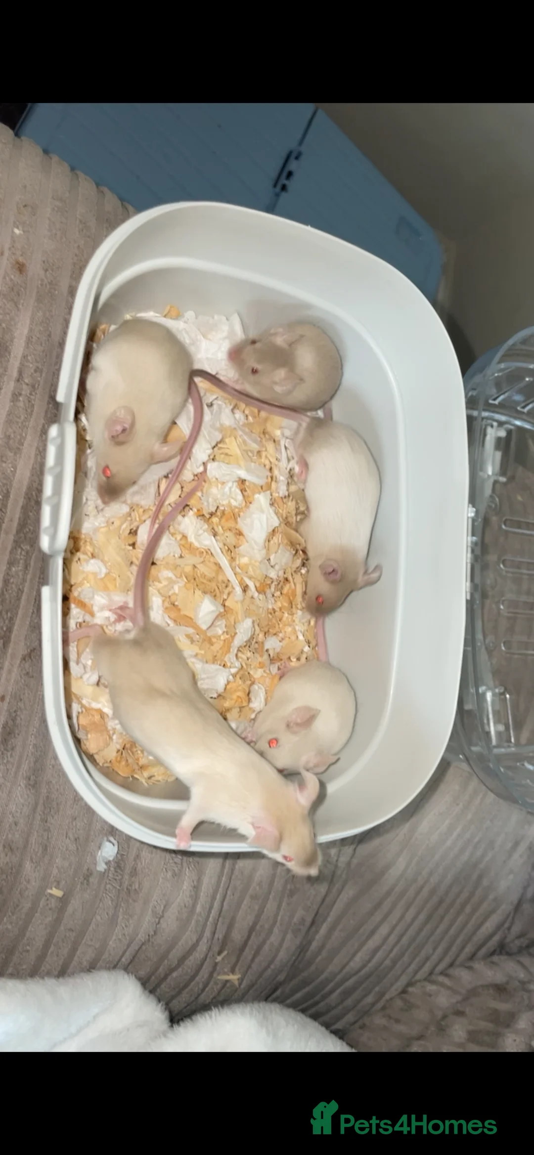 Mouse rodents for sale: Male mice  - Advert 4