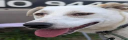 Mixed Breed dogs for adoption: Meet Mazie, currently residing in Essex in Frinton-on-Sea - Advert 5