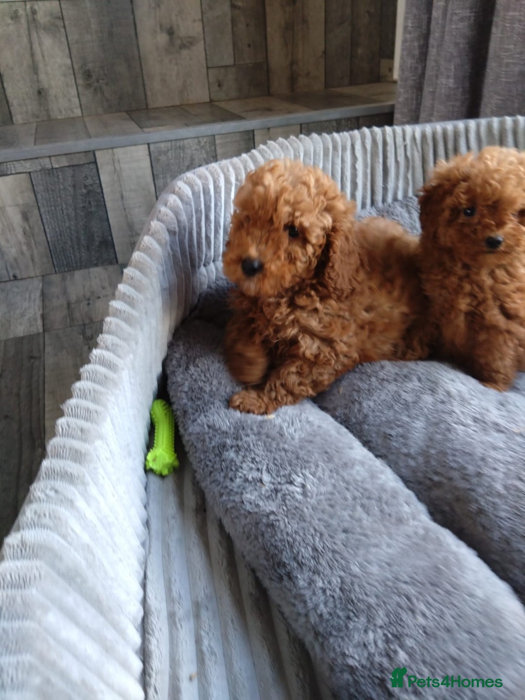 Poodle dogs for sale: Red miniature poodle  - Image 14