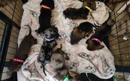 Dachshund dogs for sale: Miniature dachshund puppies - Image 5