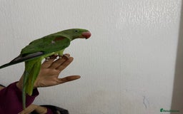 Parrots birds for sale: Alexandrian parrot  - Image 1