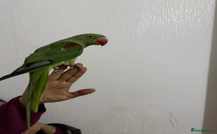 Parrots birds - Advert 6