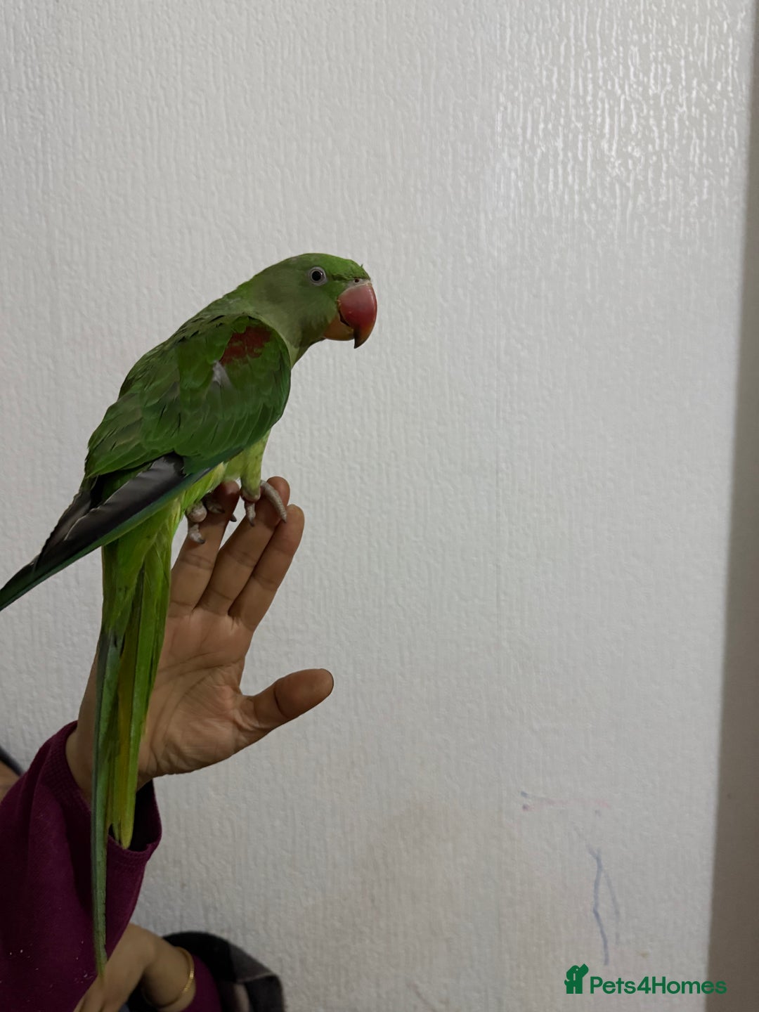 Parrots birds for sale: Alexandrian parrot  - Image 1