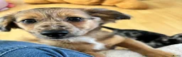 Mixed Breed dogs for sale: Unique Litter Miniature Dachshund & "Dameranian" - Advert 3