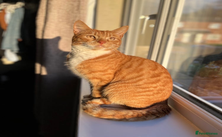Domestic Shorthair cats - Advert 3