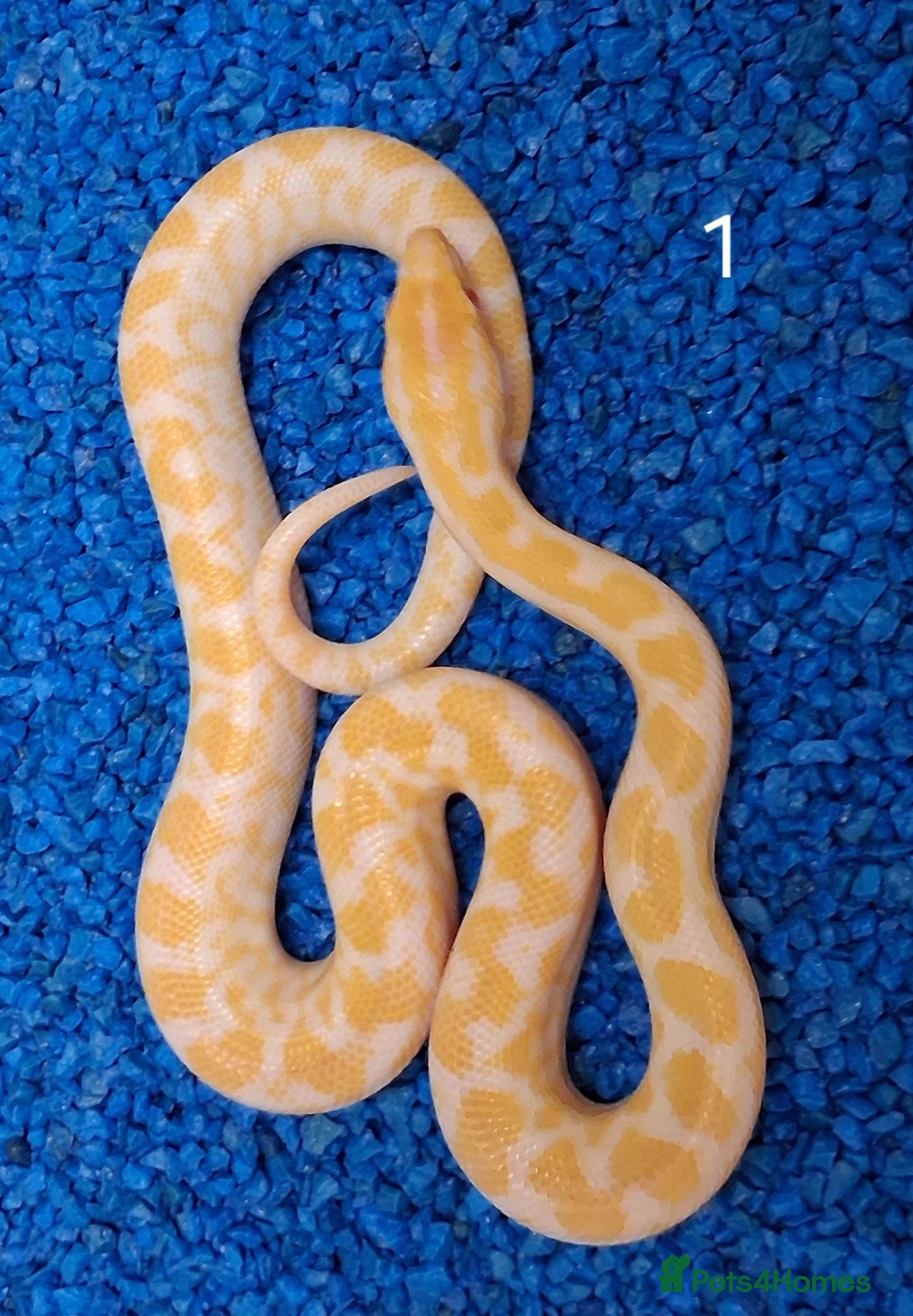 Boa Snake reptiles Colombian Rainbow Boa morphs  - Advert 2