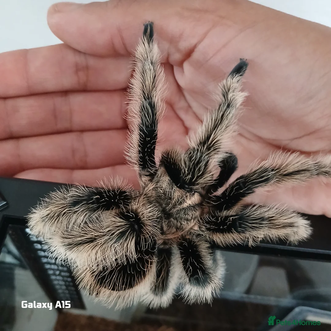Tarantulas invertebrates for sale: FULL SETUP INC Female Golden knee tarantula - Advert 18