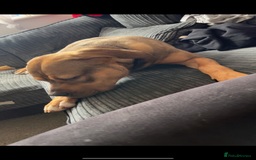 Cane Corso dogs for sale: Cane Corso  - Image 4