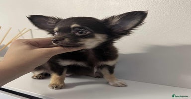 Chihuahua dogs READY TO GO TINY LONGHAIR CHIHUAHUA  - Advert 4