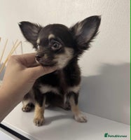 Chihuahua dogs READY TO GO TINY LONGHAIR CHIHUAHUA - Advert 6